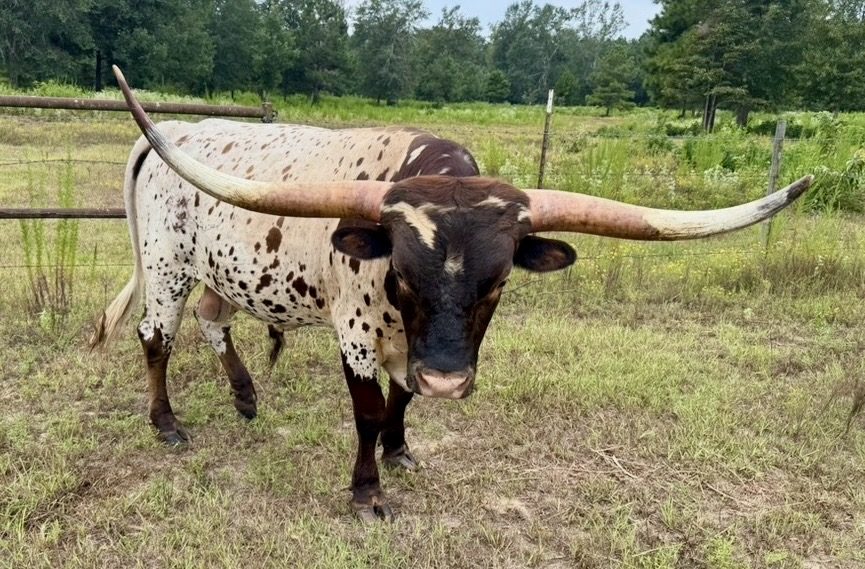 HC Halo Iron Abram, registered Texas Longhorn herd sire