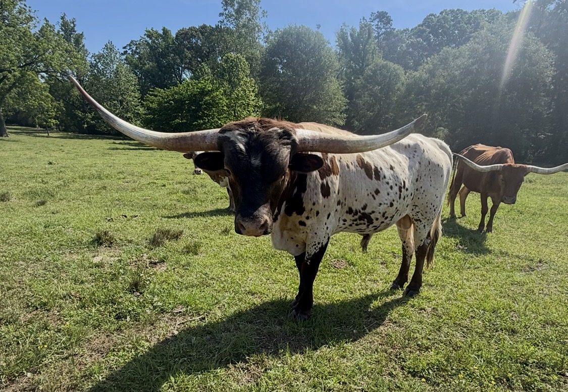 HC Halo Iron Abram, the Bradley Farms herd sire, standing in pasture